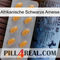 African Black Ant 44